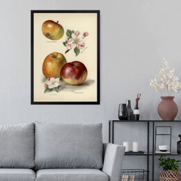 Obraz w ramie Jabłka kwiaty i owoce vintage John Wright Reprodukcja