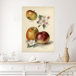 Plakat samoprzylepny Jabłka kwiaty i owoce vintage John Wright Reprodukcja