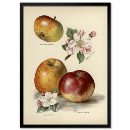 Plakat w ramie Jabłka kwiaty i owoce vintage John Wright Reprodukcja