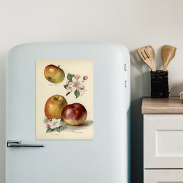 Magnes dekoracyjny Jabłka kwiaty i owoce vintage John Wright Reprodukcja