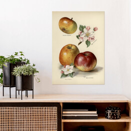 Plakat Jabłka kwiaty i owoce vintage John Wright Reprodukcja