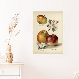 Plakat samoprzylepny Jabłka kwiaty i owoce vintage John Wright Reprodukcja