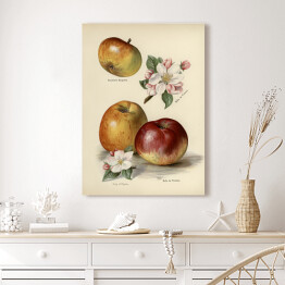 Obraz na płótnie Jabłka kwiaty i owoce vintage John Wright Reprodukcja