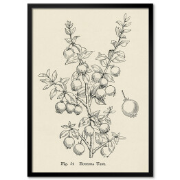 Obraz klasyczny Owoce na gałęzi szkic w stylu vintage John Wright Reprodukcja