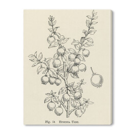 Obraz na płótnie Owoce na gałęzi szkic w stylu vintage John Wright Reprodukcja