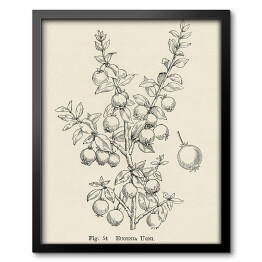 Obraz w ramie Owoce na gałęzi szkic w stylu vintage John Wright Reprodukcja