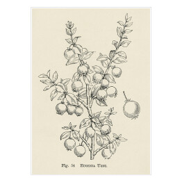 Plakat samoprzylepny Owoce na gałęzi szkic w stylu vintage John Wright Reprodukcja