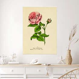 Plakat Róża stulistna - ryciny botaniczne