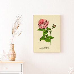 Obraz klasyczny Róża stulistna - ryciny botaniczne