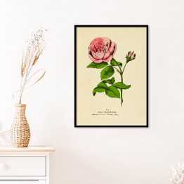 Plakat w ramie Róża stulistna - ryciny botaniczne
