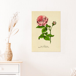 Plakat samoprzylepny Róża stulistna - ryciny botaniczne