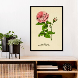 Plakat w ramie Róża stulistna - ryciny botaniczne