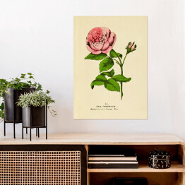 Plakat Róża stulistna - ryciny botaniczne