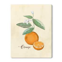 Obraz na płótnie Ilustracja - pomarańcze