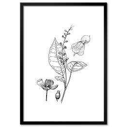 Plakat w ramie Trichostigma polyandrum - czarno białe ryciny botaniczne