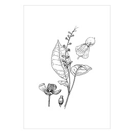 Plakat samoprzylepny Trichostigma polyandrum - czarno białe ryciny botaniczne