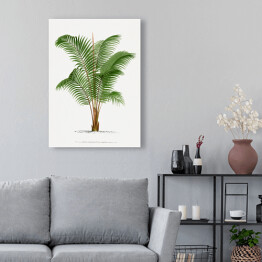 Obraz na płótnie Roślinność drzewo palmowe w stylu vintage reprodukcja