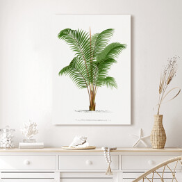 Obraz na płótnie Roślinność drzewo palmowe w stylu vintage reprodukcja