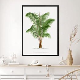 Obraz w ramie Roślinność drzewo palmowe w stylu vintage reprodukcja