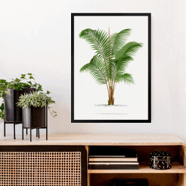 Obraz w ramie Roślinność drzewo palmowe w stylu vintage reprodukcja