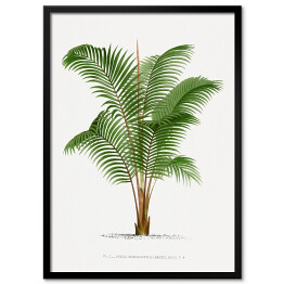Plakat w ramie Roślinność drzewo palmowe w stylu vintage reprodukcja