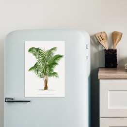 Magnes dekoracyjny Roślinność drzewo palmowe w stylu vintage reprodukcja