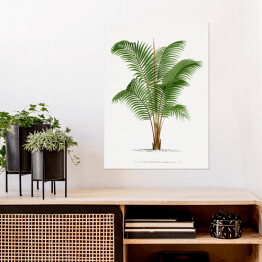Plakat samoprzylepny Roślinność drzewo palmowe w stylu vintage reprodukcja