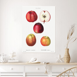 Plakat Pierre Joseph Redouté "Czerwone jabłka" - reprodukcja