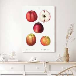 Obraz klasyczny Pierre Joseph Redouté "Czerwone jabłka" - reprodukcja