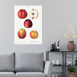 Plakat samoprzylepny Pierre Joseph Redouté "Czerwone jabłka" - reprodukcja