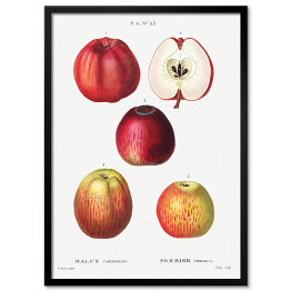 Obraz klasyczny Pierre Joseph Redouté "Czerwone jabłka" - reprodukcja