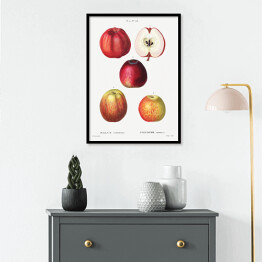 Plakat w ramie Pierre Joseph Redouté "Czerwone jabłka" - reprodukcja