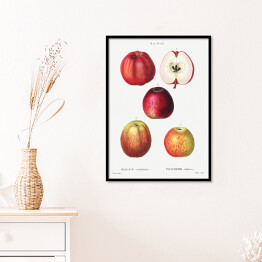 Plakat w ramie Pierre Joseph Redouté "Czerwone jabłka" - reprodukcja