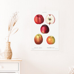Plakat Pierre Joseph Redouté "Czerwone jabłka" - reprodukcja