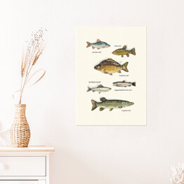 Plakat samoprzylepny Ryby