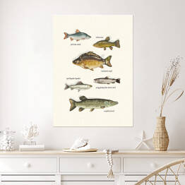 Plakat samoprzylepny Ryby
