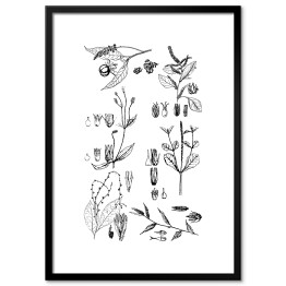 Obraz klasyczny Czarno biała rycina botaniczna