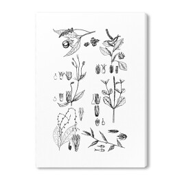 Obraz na płótnie Czarno biała rycina botaniczna
