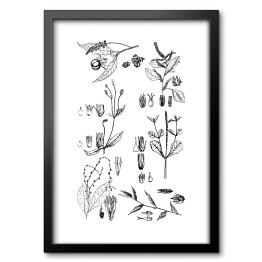 Obraz w ramie Czarno biała rycina botaniczna