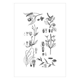 Plakat samoprzylepny Czarno biała rycina botaniczna