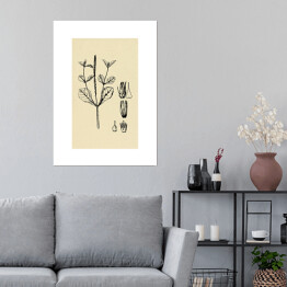 Plakat samoprzylepny Achyranthes aspera - ryciny z roślinnością