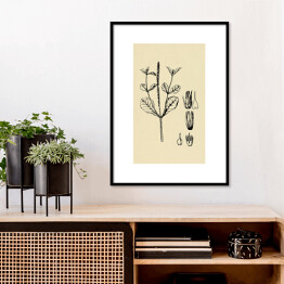 Plakat w ramie Achyranthes aspera - ryciny z roślinnością
