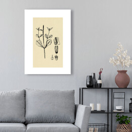 Obraz na płótnie Achyranthes aspera - ryciny z roślinnością