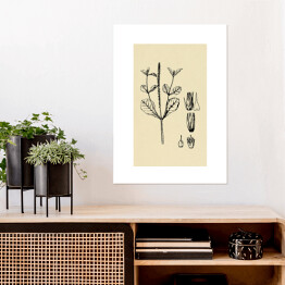 Plakat Achyranthes aspera - ryciny z roślinnością