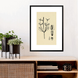 Obraz w ramie Achyranthes aspera - ryciny z roślinnością