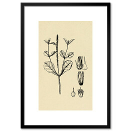 Obraz klasyczny Achyranthes aspera - ryciny z roślinnością