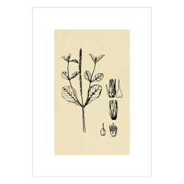 Plakat samoprzylepny Achyranthes aspera - ryciny z roślinnością
