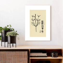 Obraz klasyczny Achyranthes aspera - ryciny z roślinnością