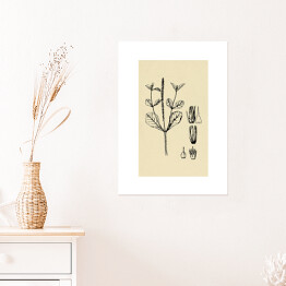 Plakat Achyranthes aspera - ryciny z roślinnością