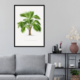 Plakat w ramie Tropikalna roślina palma ilustracja w stylu vintage reprodukcja